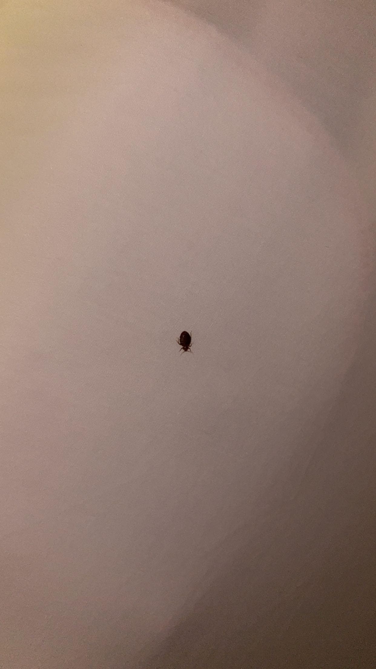 Bed bugs all over bed. My son has bites all over him