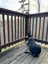 Pup squirrel watching.