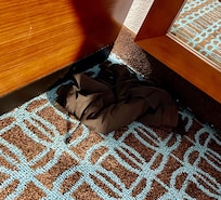 Shorts found in room.