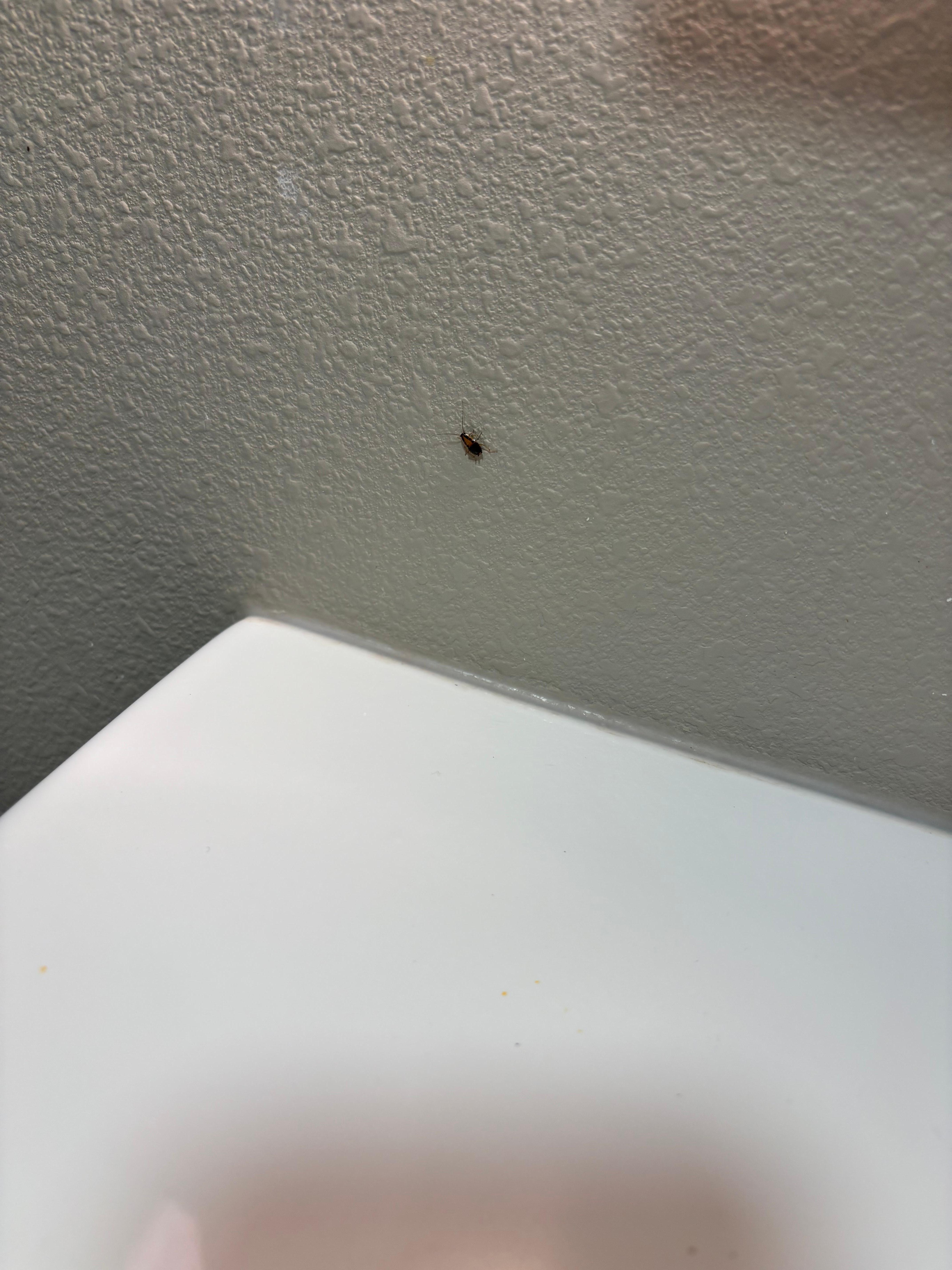 roach in the bathroom 