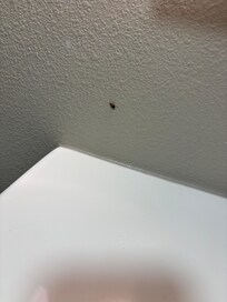 roach in the bathroom