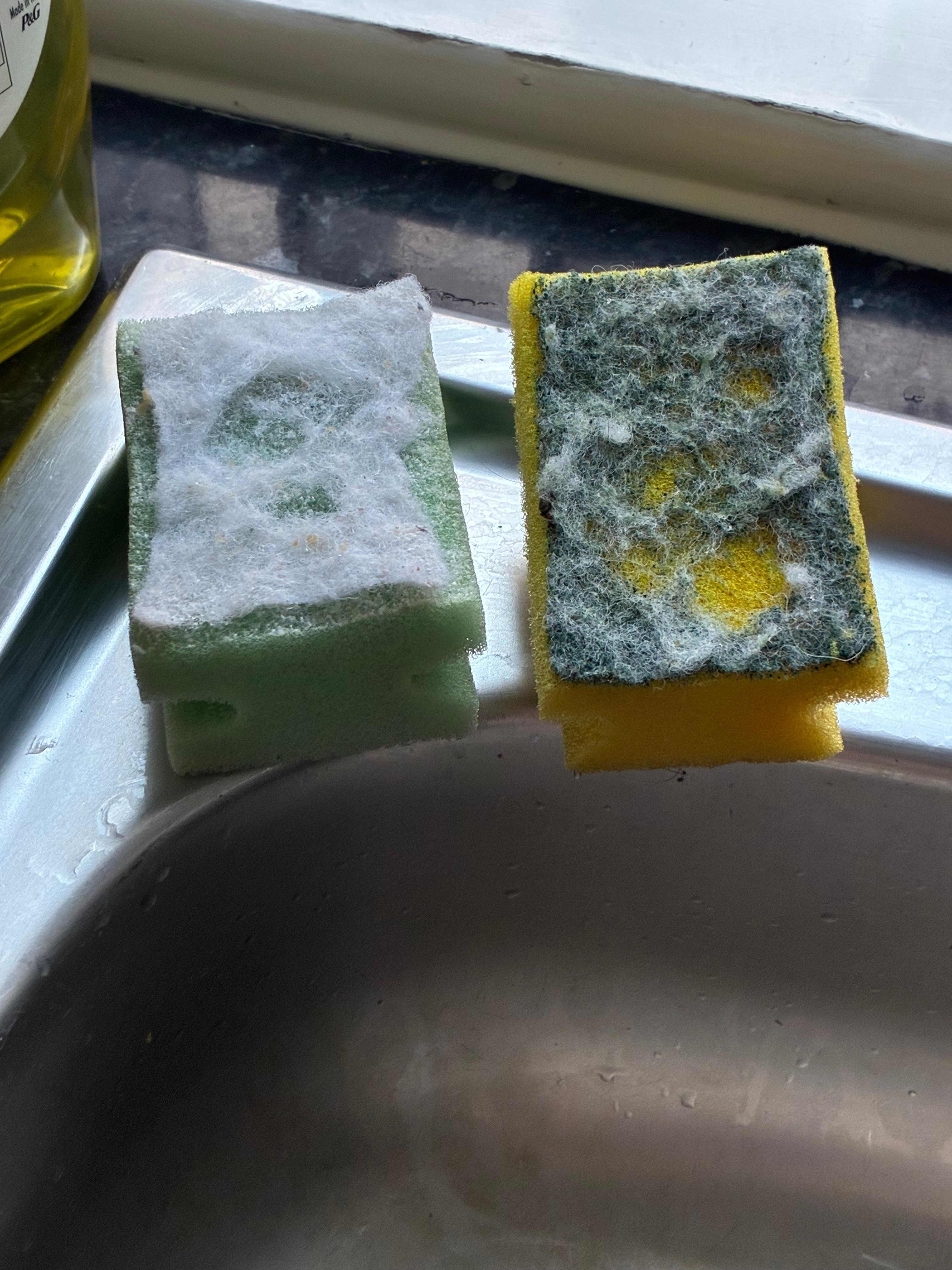 Sponges in kitchen