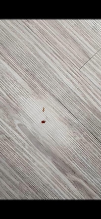 Manchas que pareciam sangue no chão