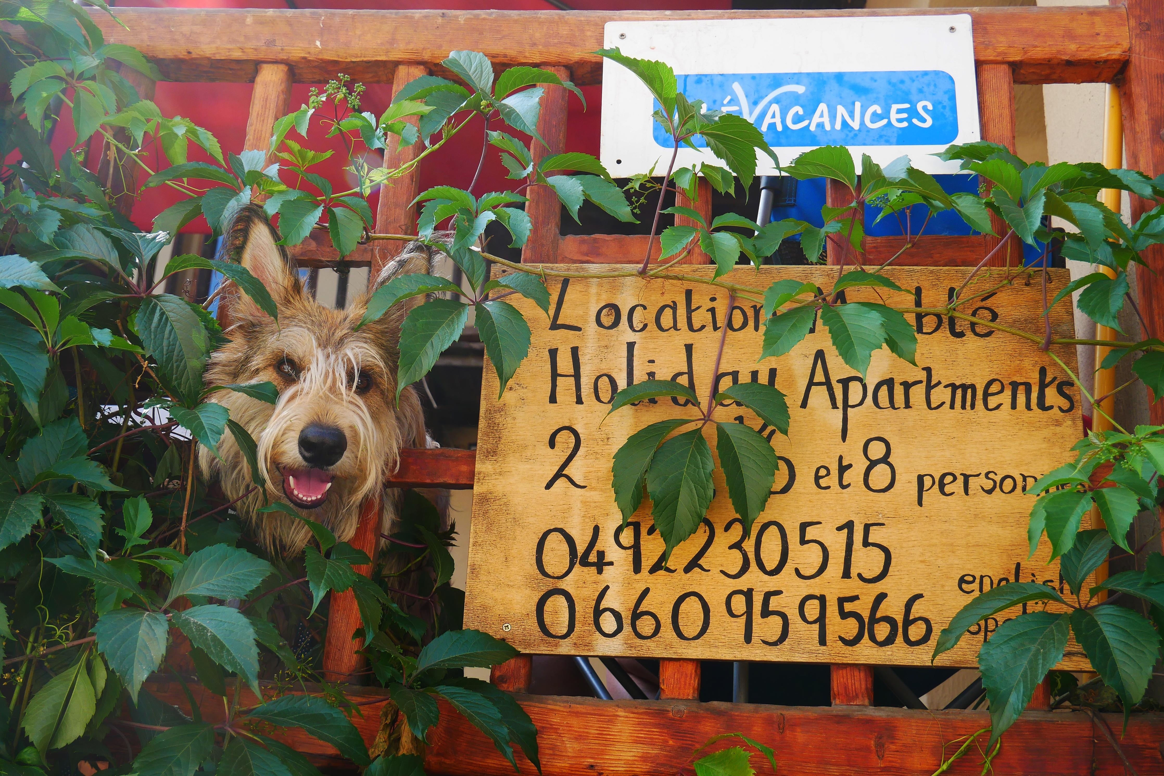 Le gîte avec Volga (berger picard)