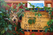 Le gîte avec Volga (berger picard)