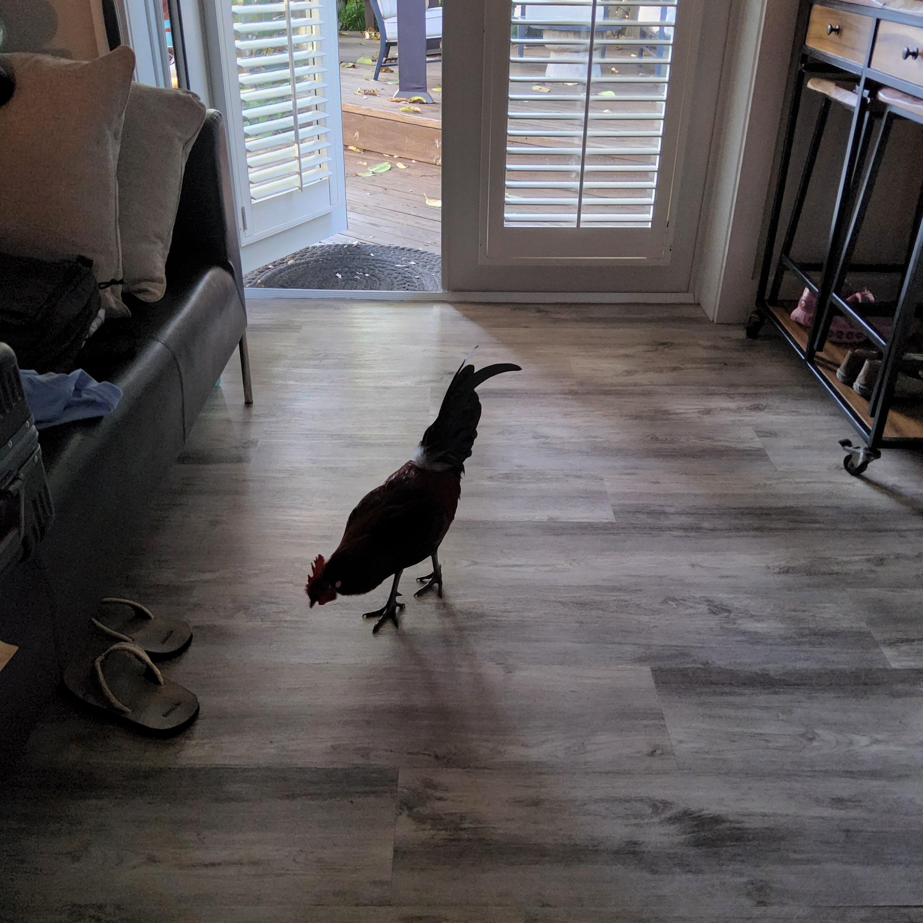 That's a bold rooster!