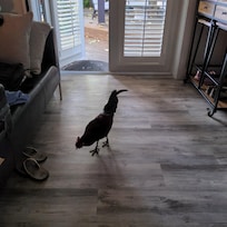 That's a bold rooster!