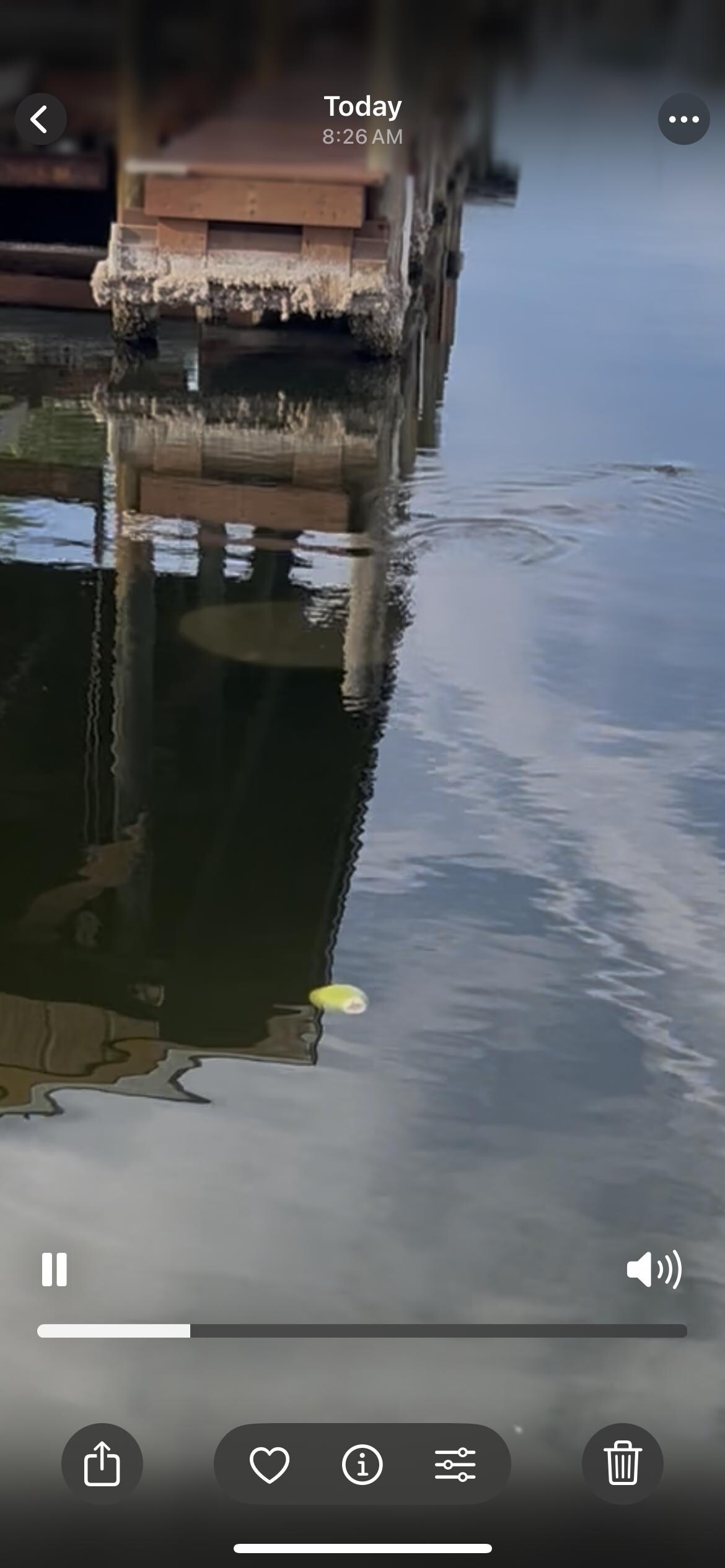 Manatee