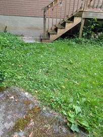 Grass not cut for a while