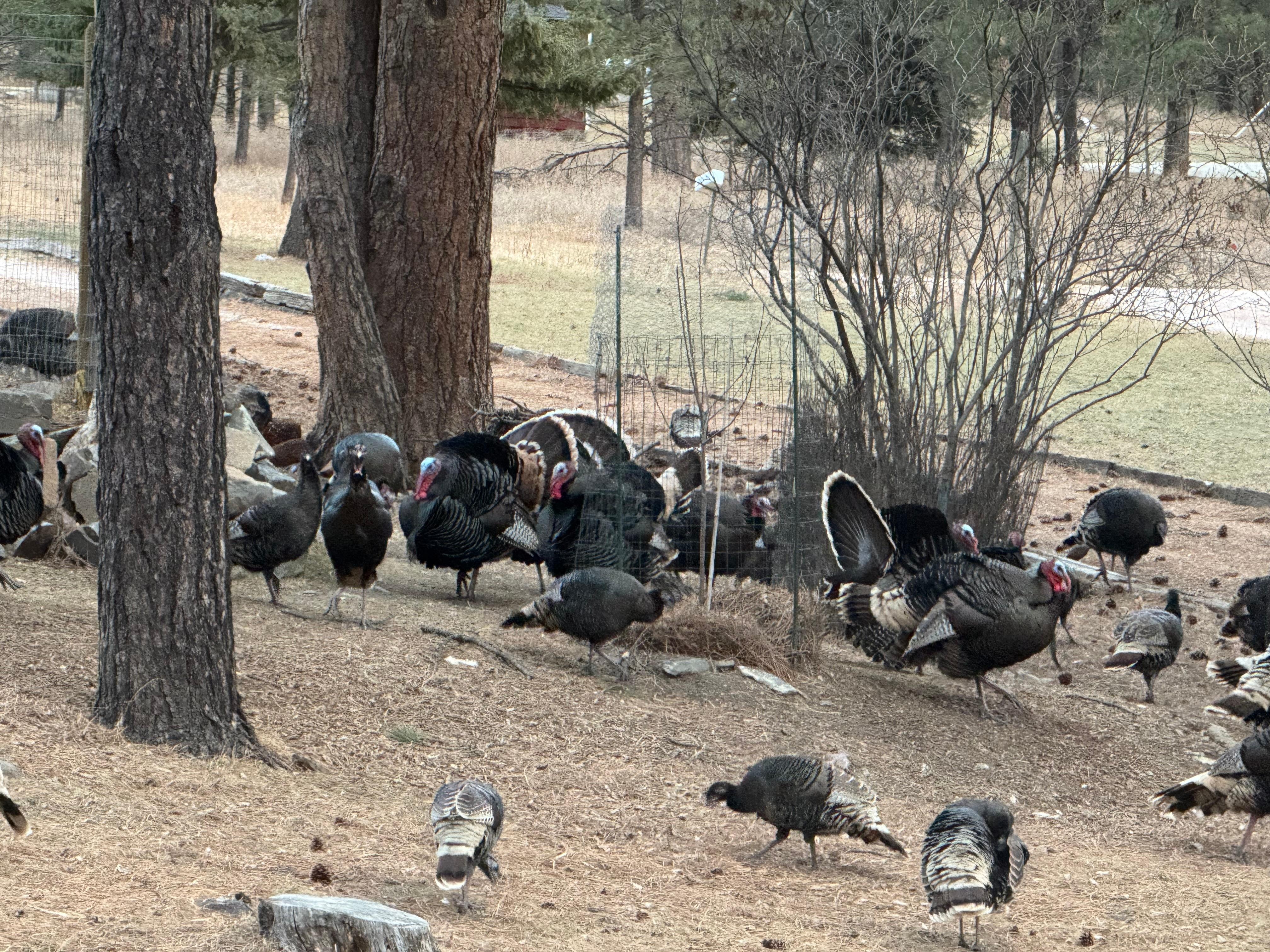 The turkeys were around all times of the day.