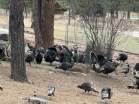 The turkeys were around all times of the day.