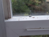 dead bugs in game room