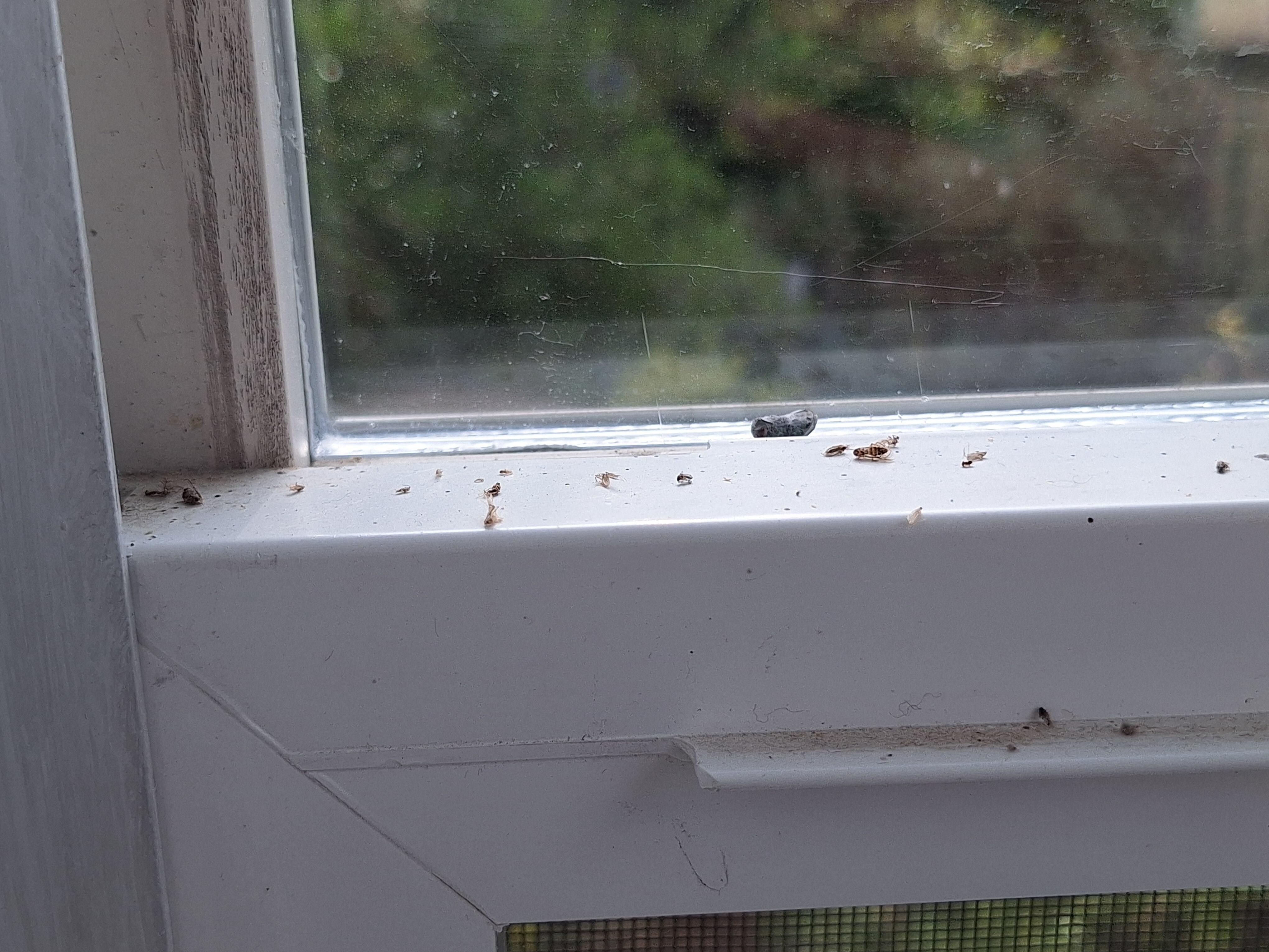 dead bugs in game room