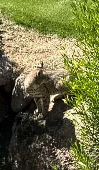A Bob Cat came to sit on our tee box in the late afternoon.

