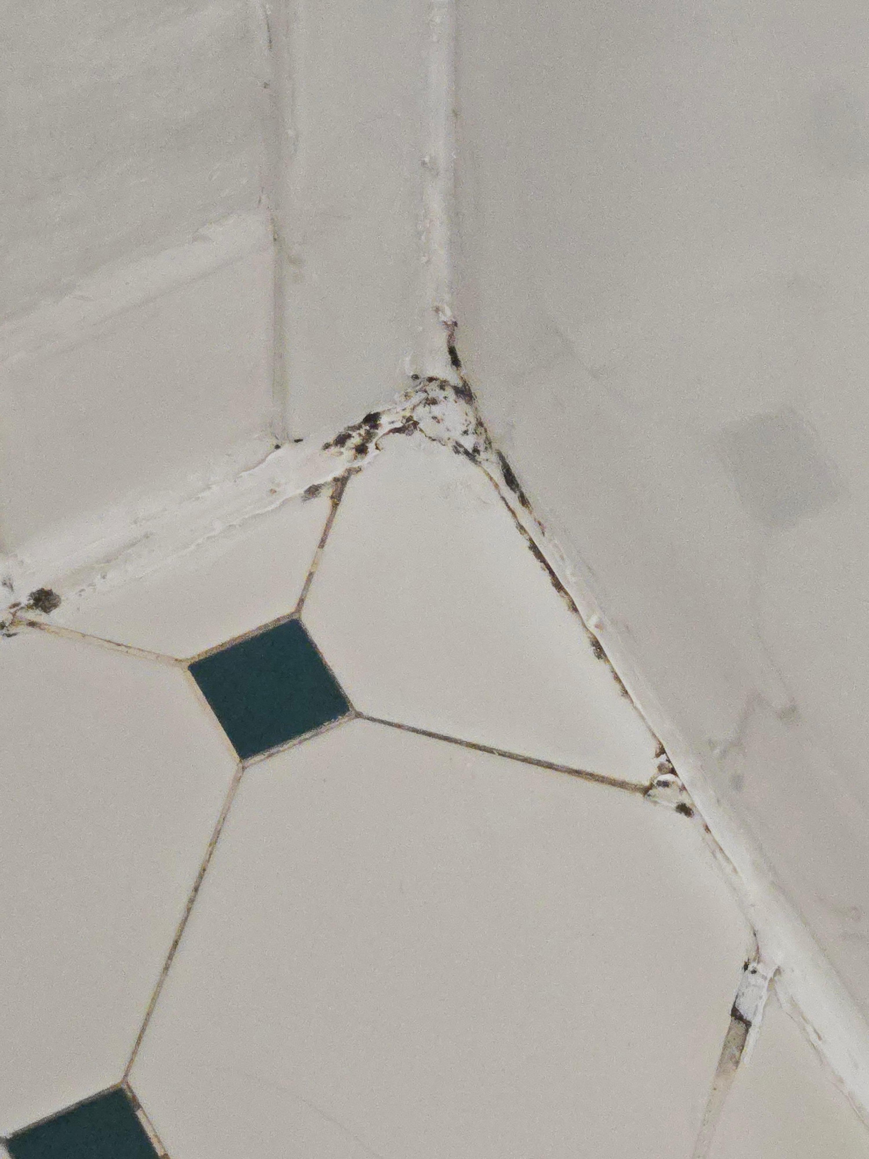 Mold on bathroom floor