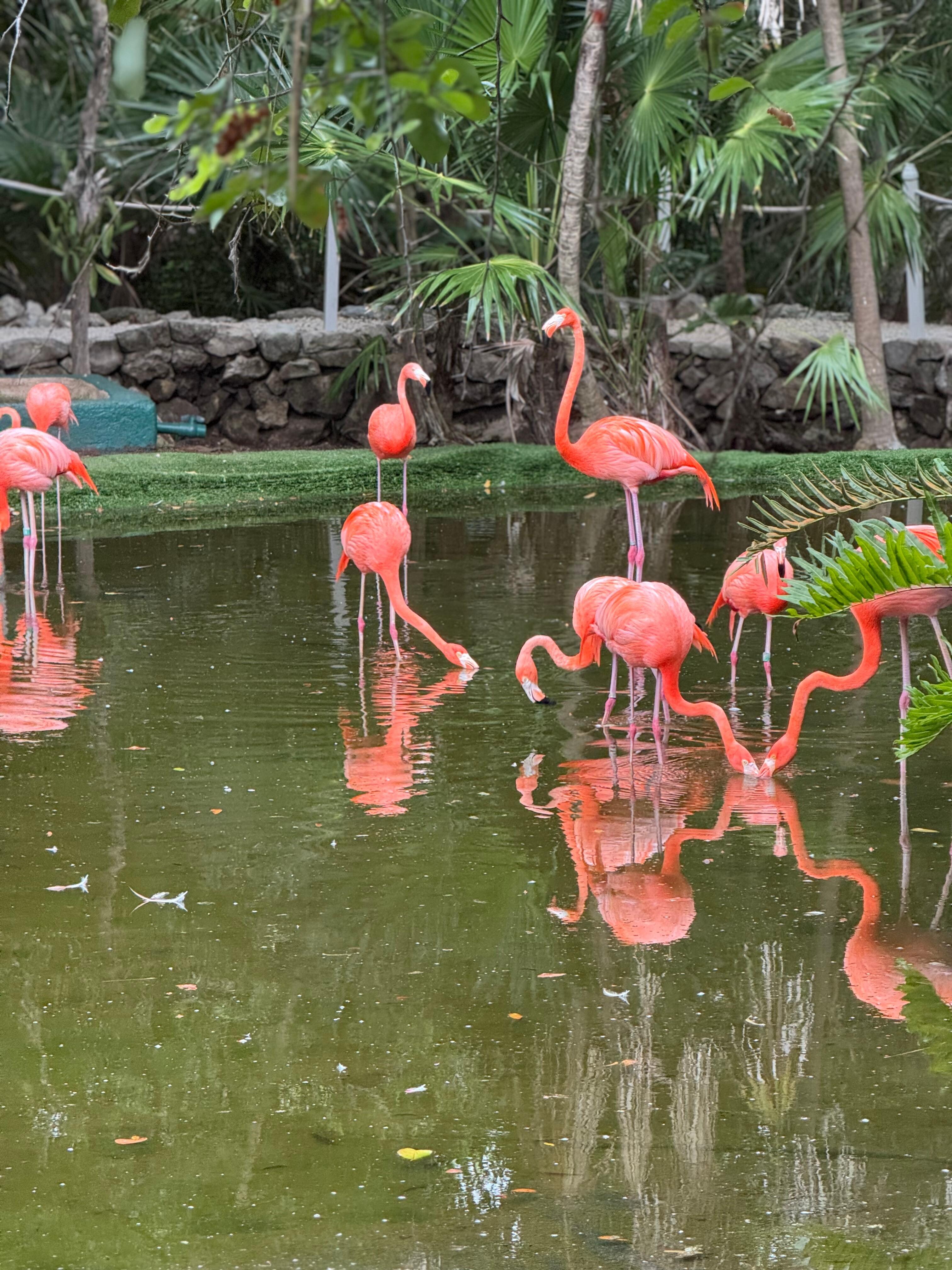 Beautiful Flamingos 