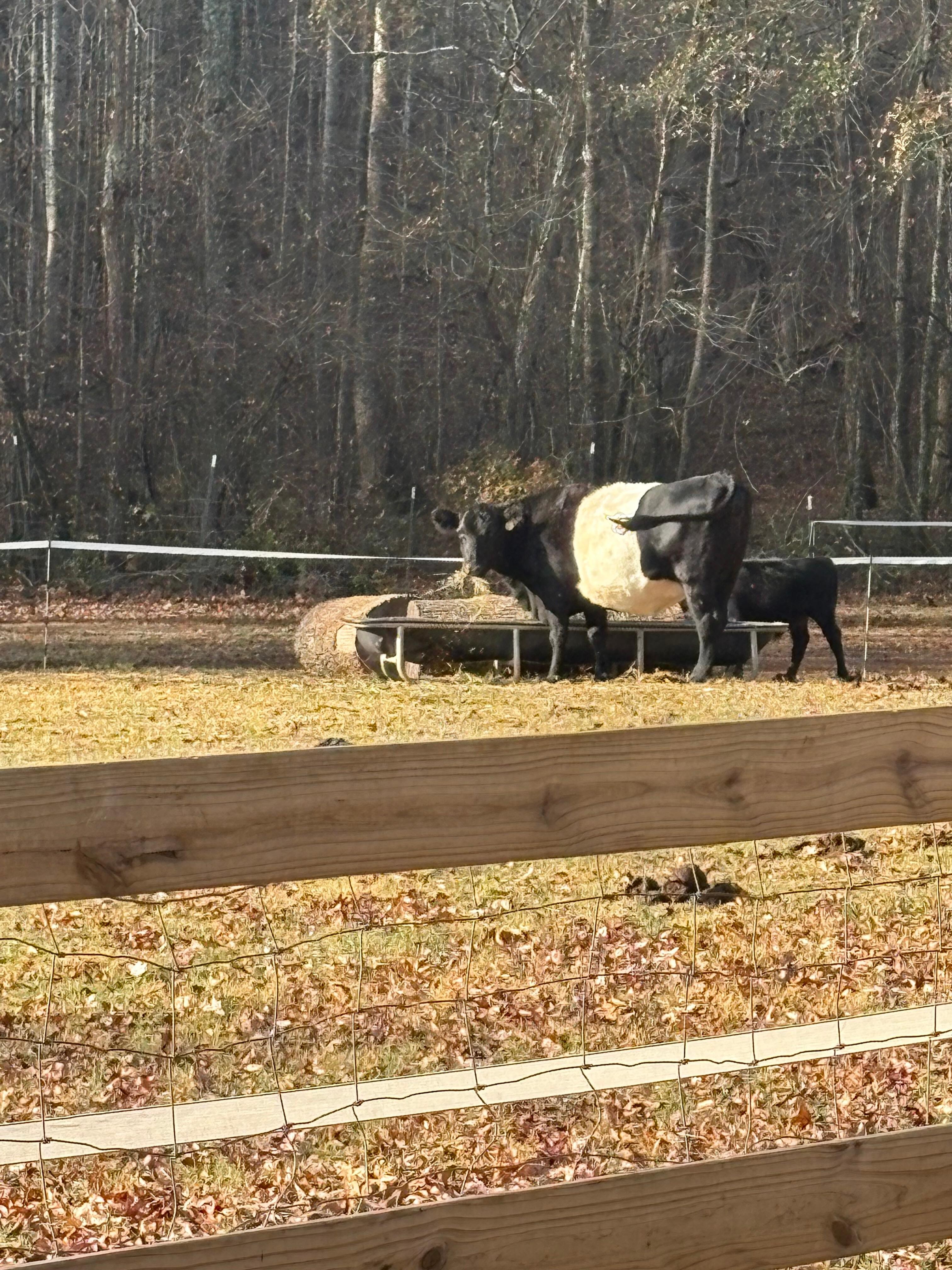 Loved watching the cows