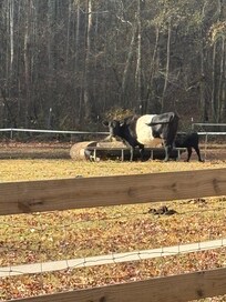 Loved watching the cows