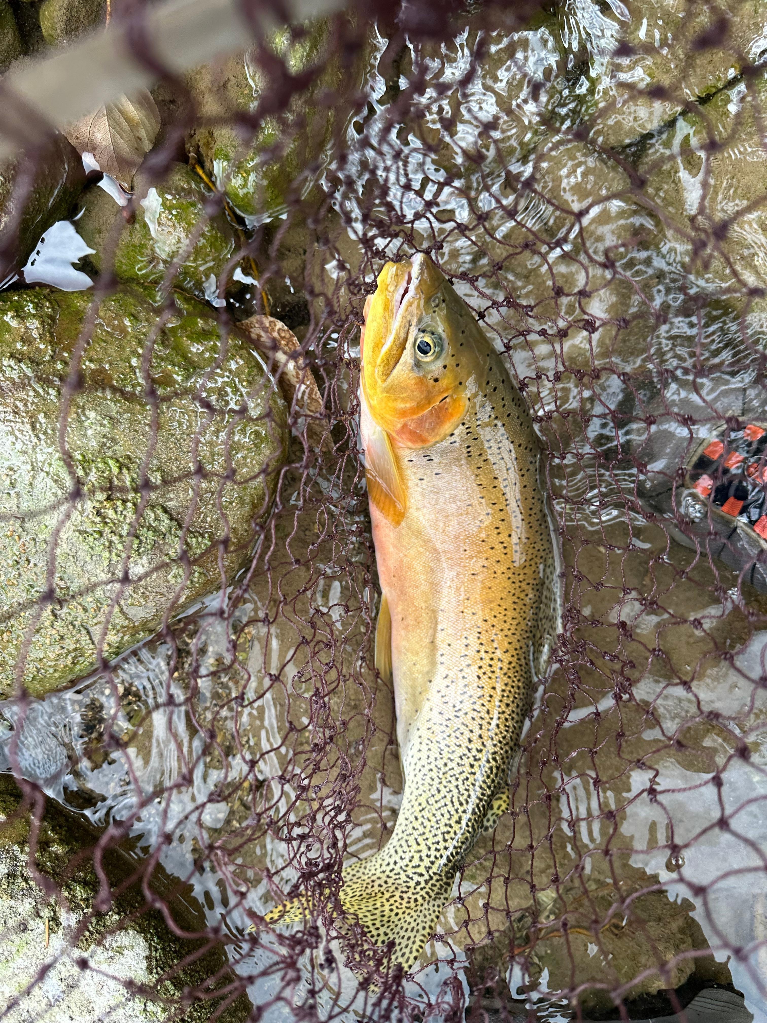 Lucky catch cutthroat