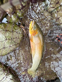 Lucky catch cutthroat
