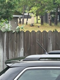 We even saw wild turkeys over the fence hanging out at the neighbor's house!