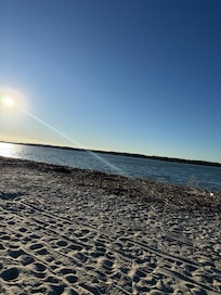 Beaty at the beach! Had gone to south beach to see dolphins and of course, we saw plenty!!!
