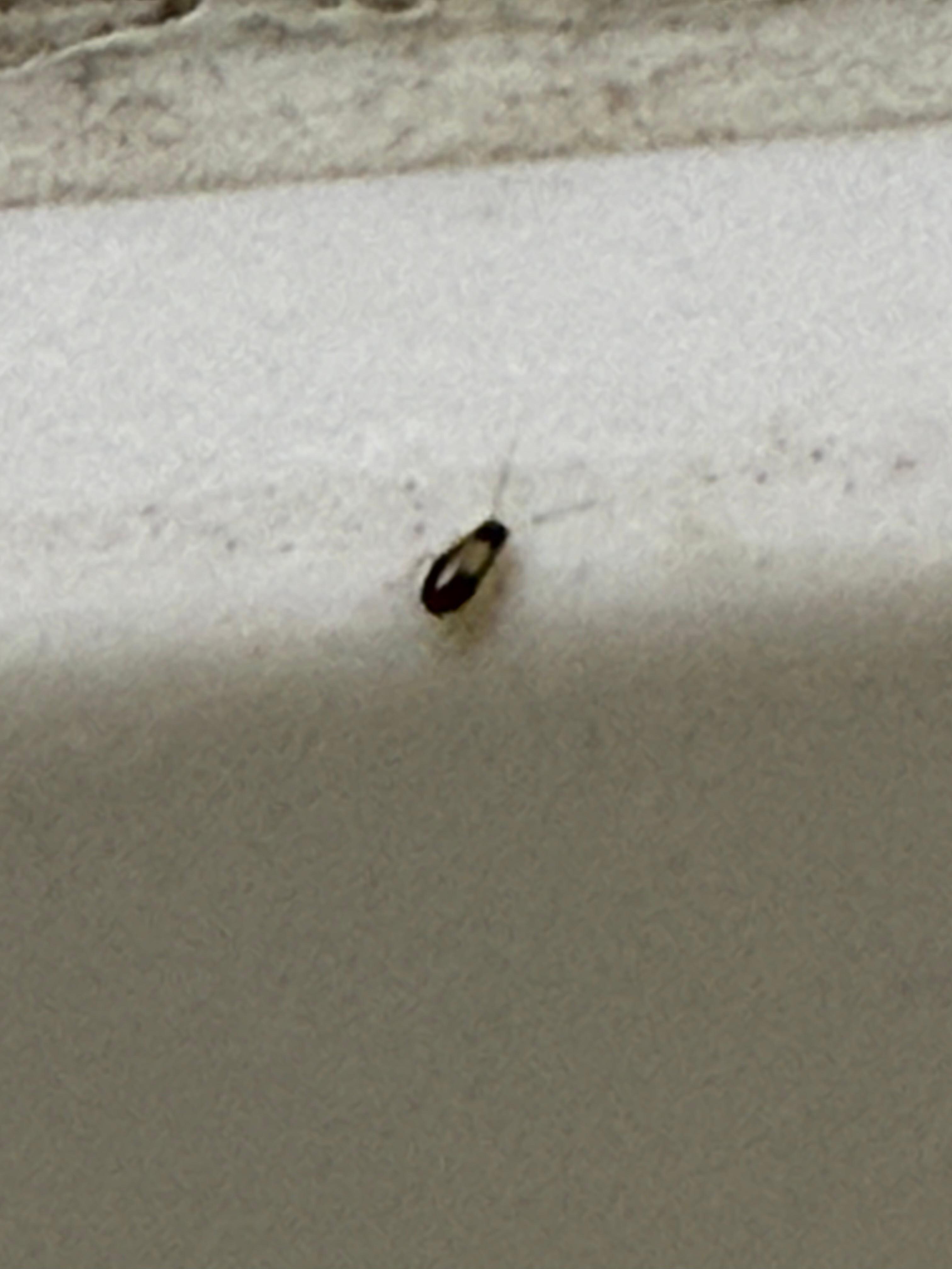 Cockroach 