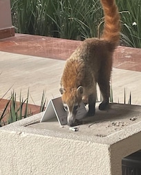 Raccoon monkeys everywhere