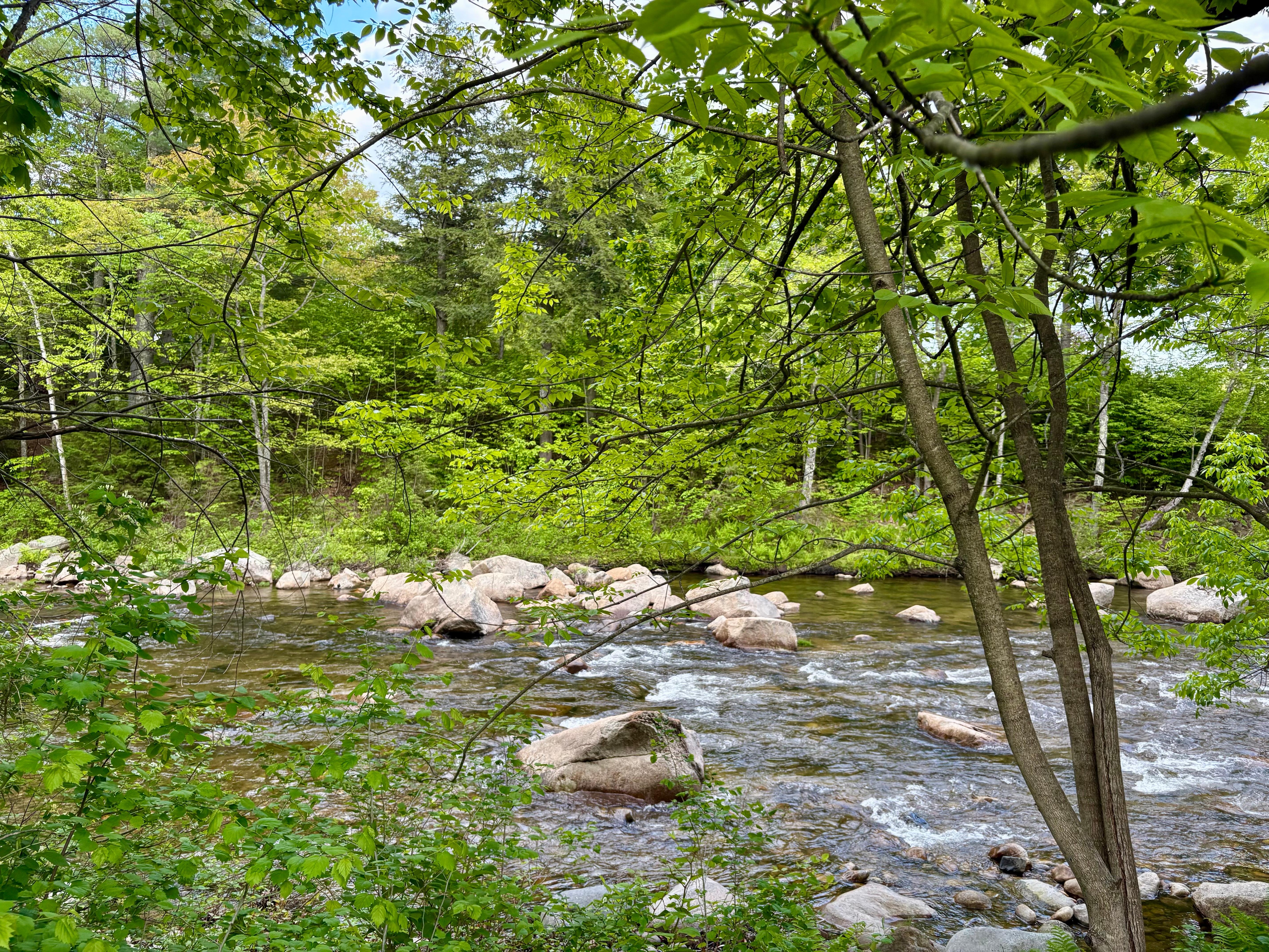 View of the river in back yard