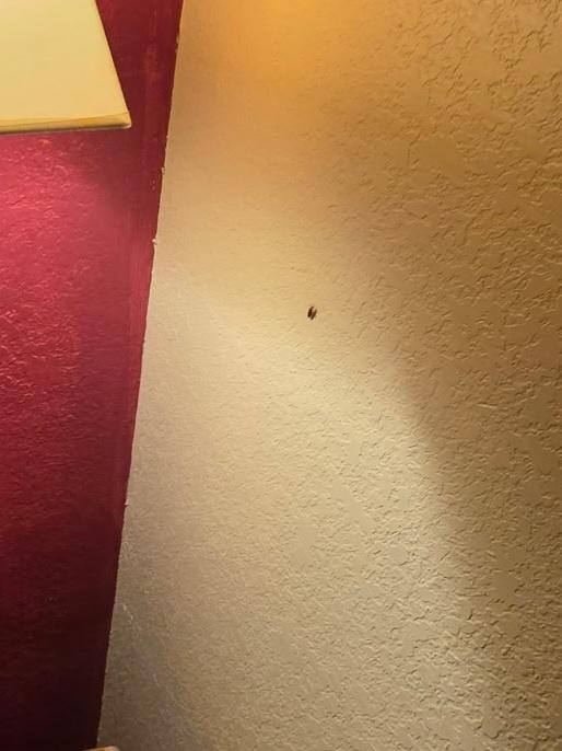 Roach 1. Oh, we found a light and plugged it in.