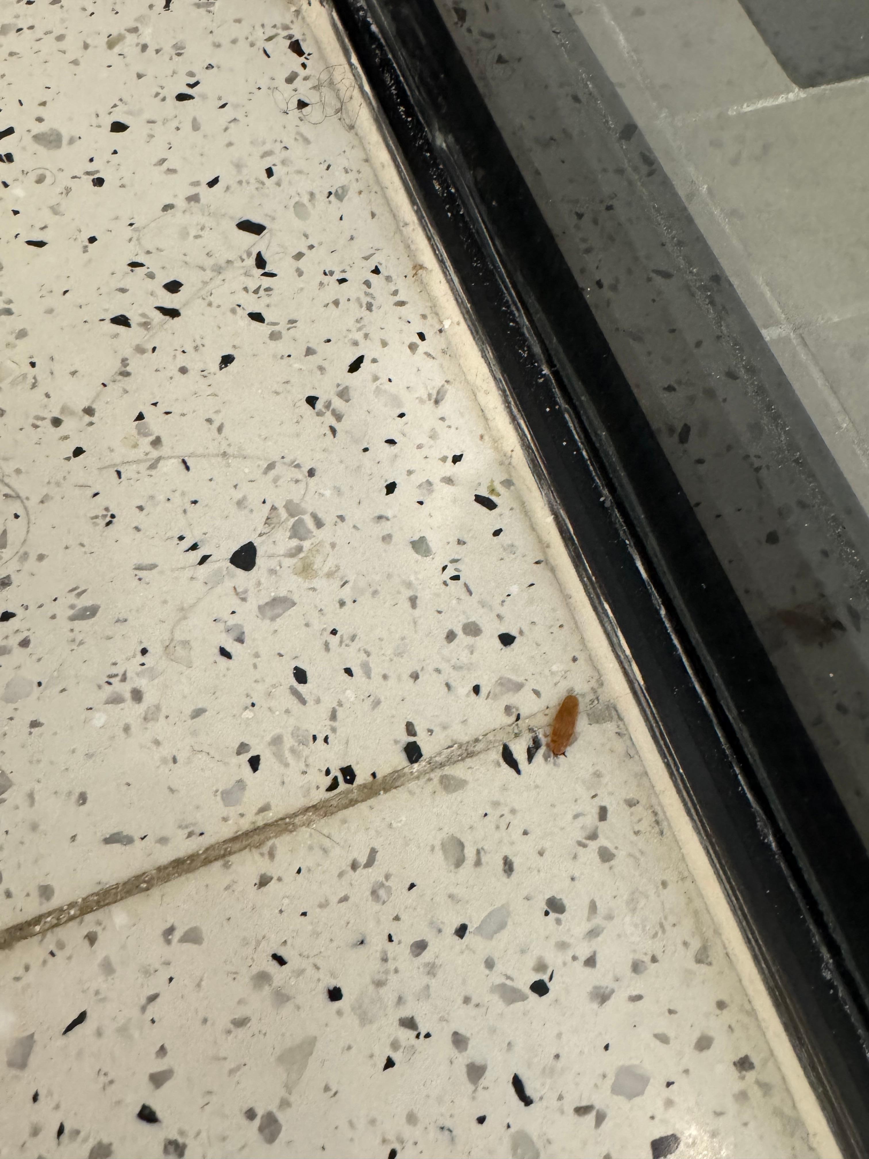 Roach in the bathroom