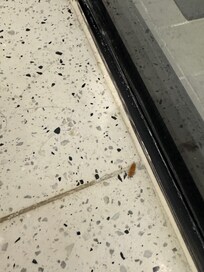Roach in the bathroom