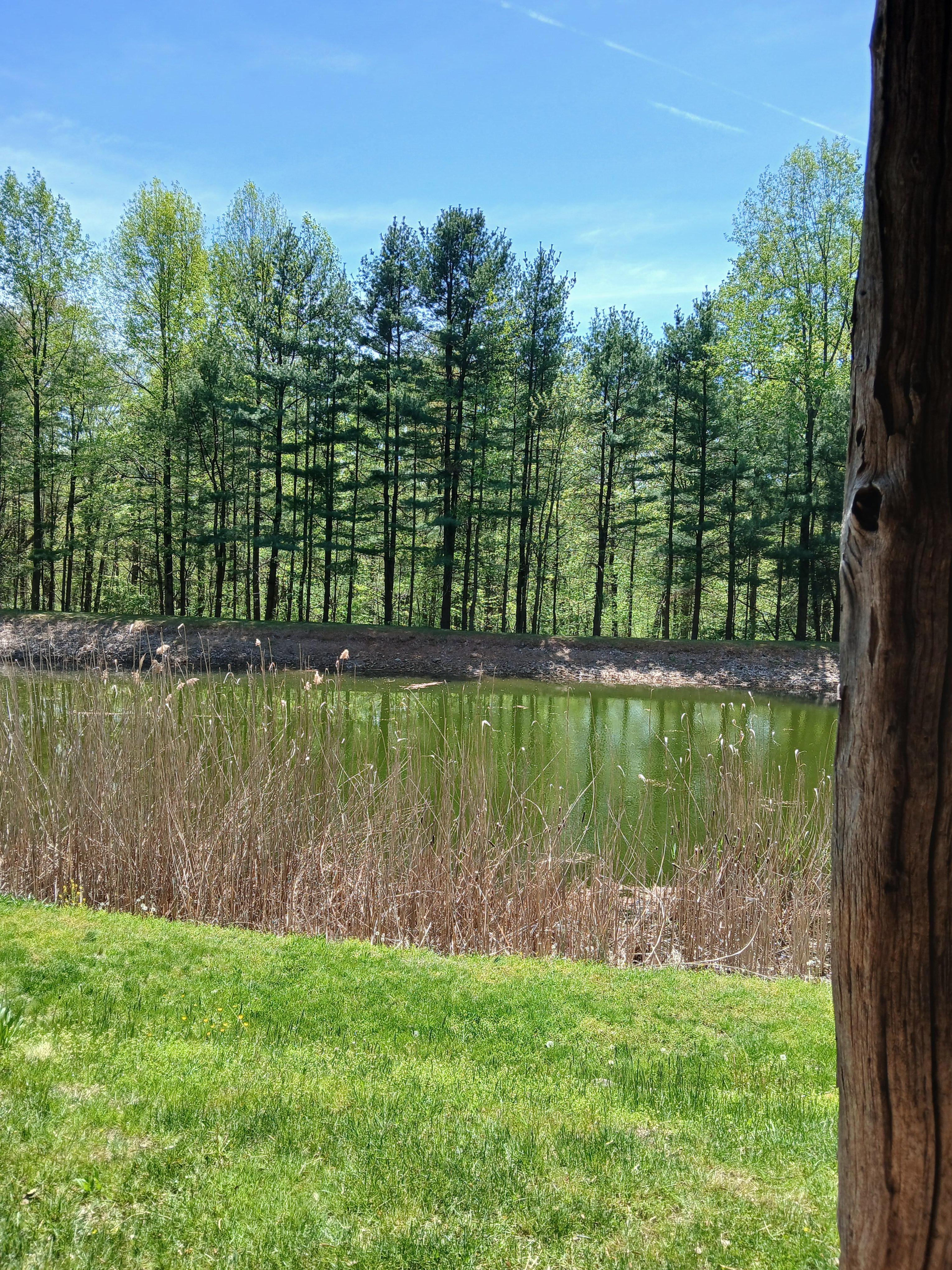 View from the porch, where I sat and read all day.