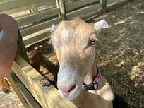 Goats on property that you could feed and pet