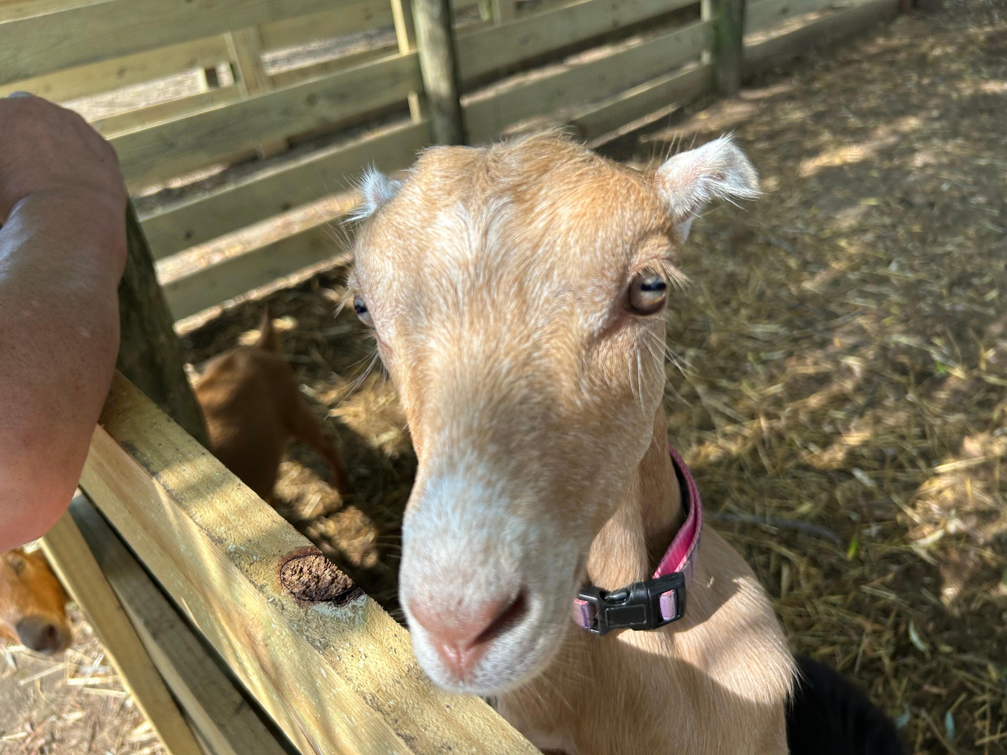 Goats on property that you could feed and pet