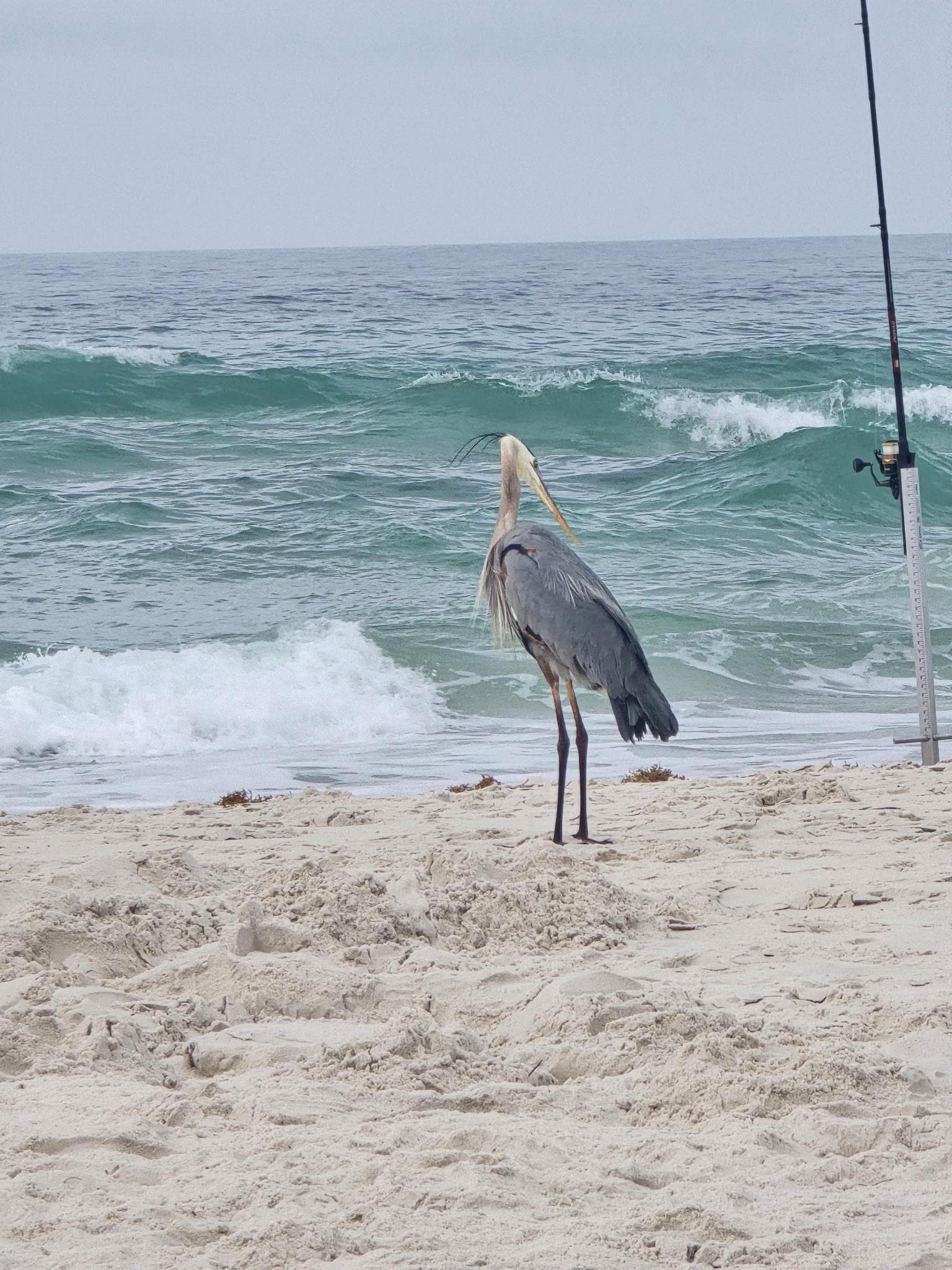 Pretty Crane found on the property!! 