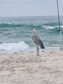 Pretty Crane found on the property!!