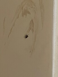 Flies