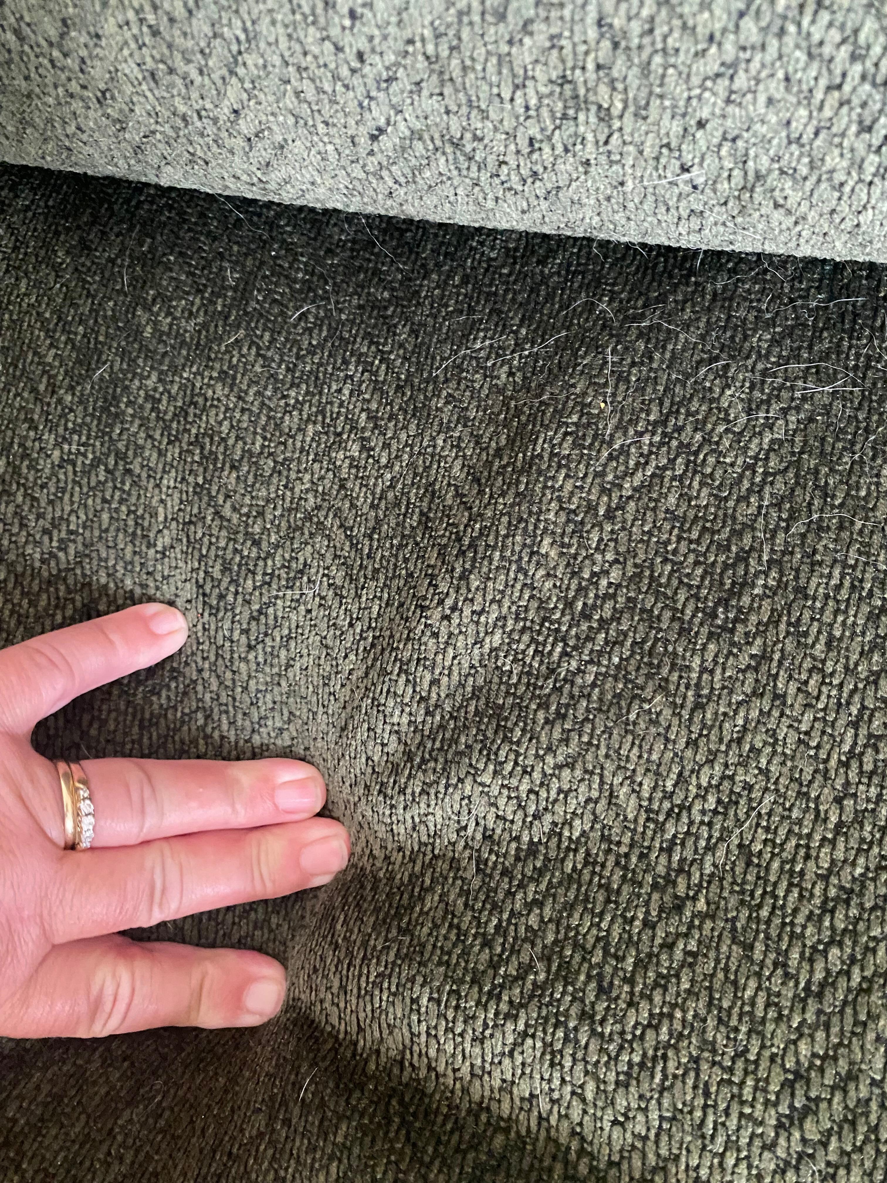 Dog hair on sofa