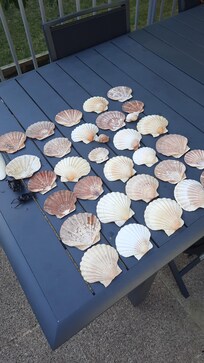 Found at the beach