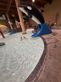 Side with the killer whale in knee deep water for the kids
