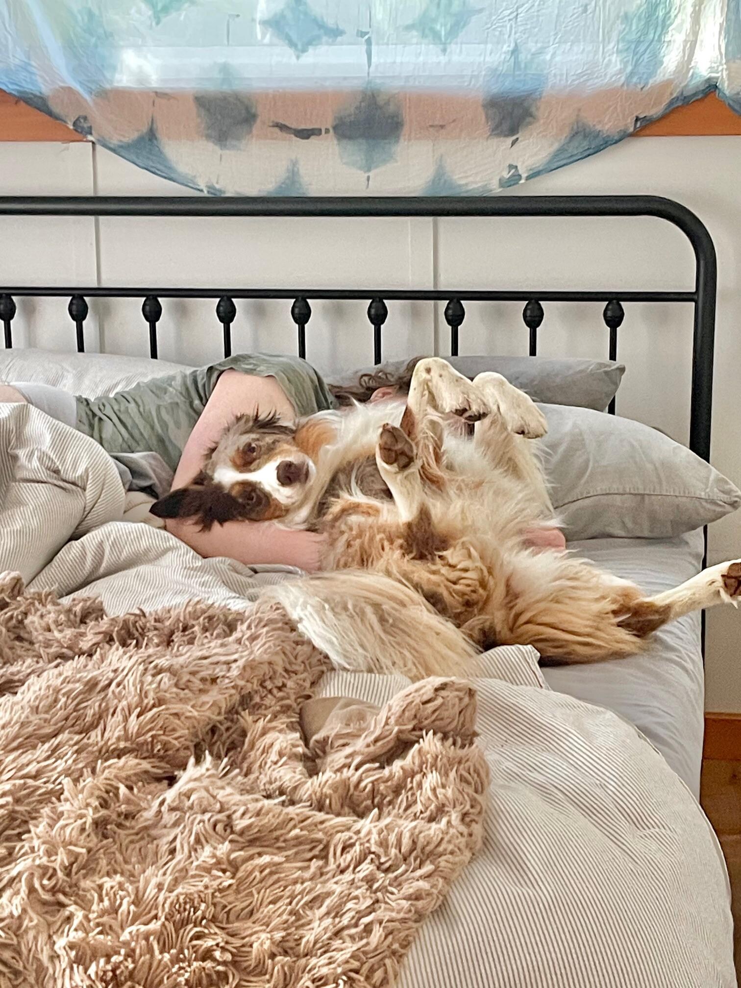 I'm not sure who slept better, our sweet Aussie or us!  LOL