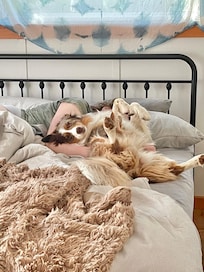 I'm not sure who slept better, our sweet Aussie or us! LOL