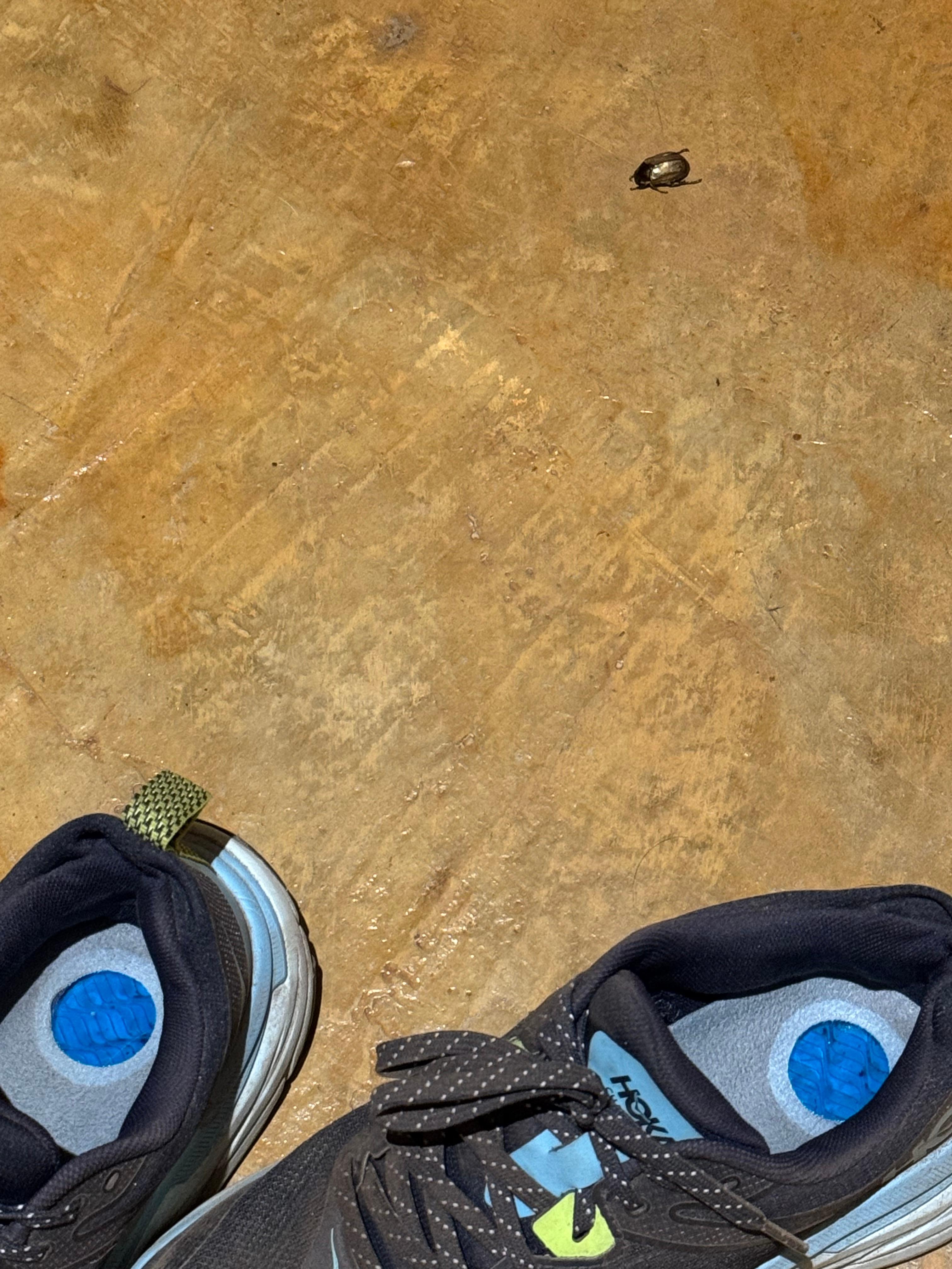 Beetle crawling around our floor in our room