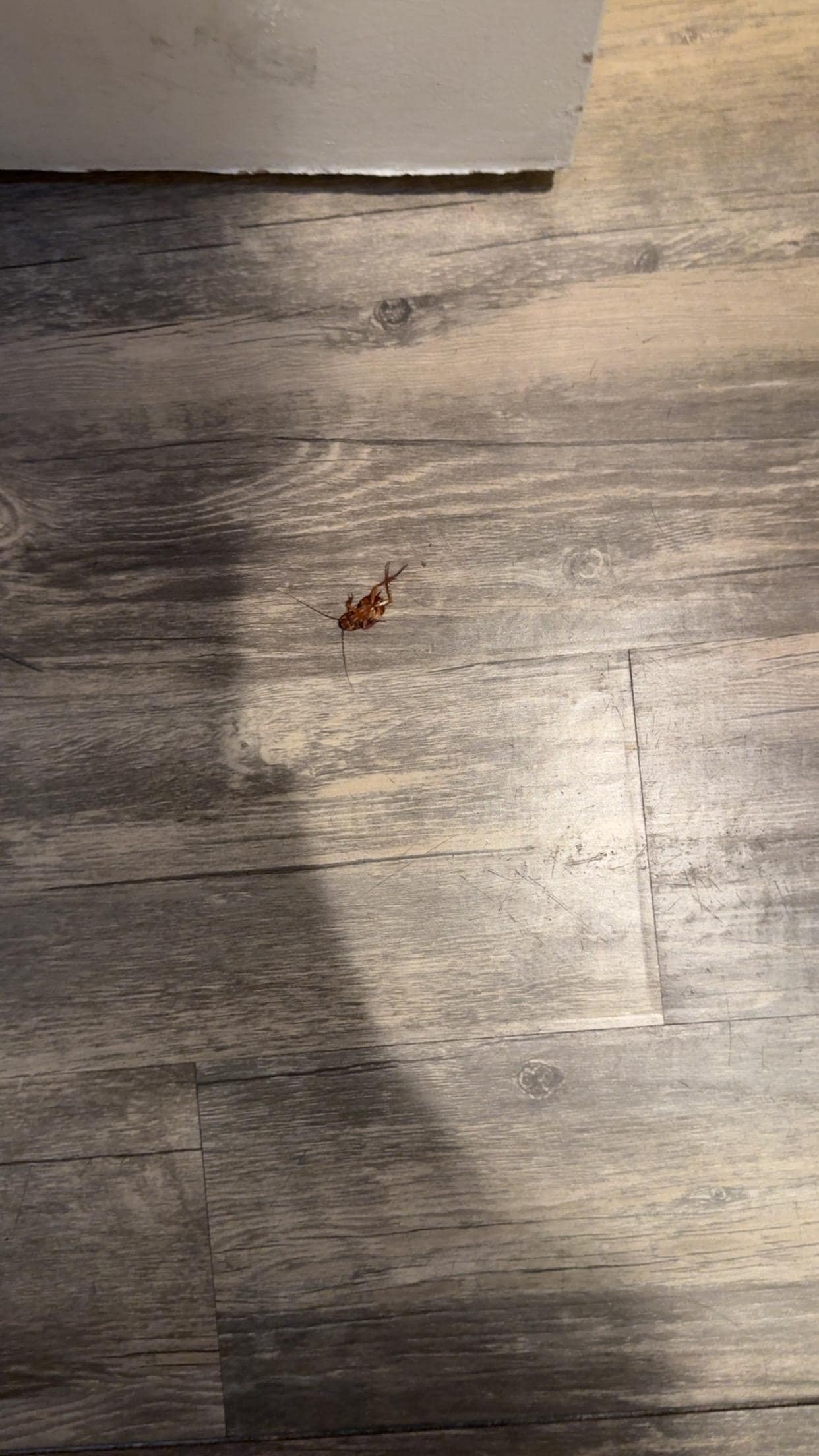Cockroach that I stepped on in the morning.