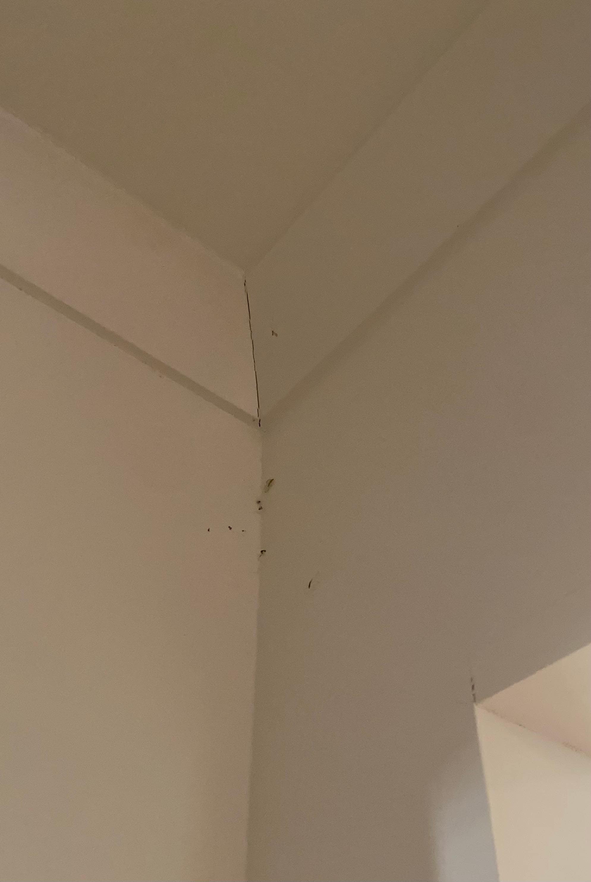 Bugs in most corners of the house