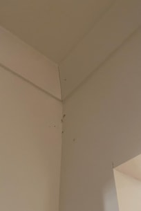 Bugs in most corners of the house