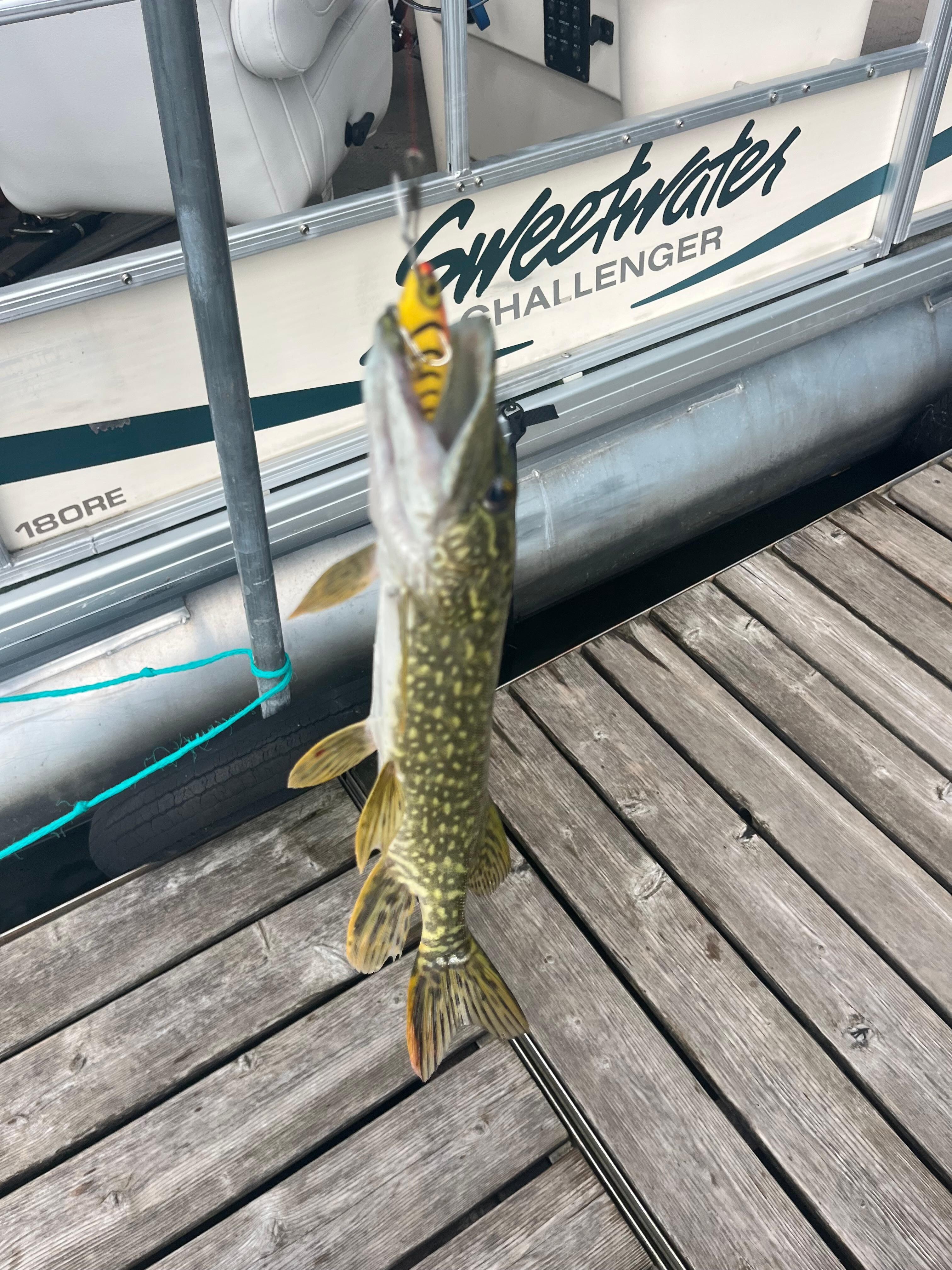Northern Pike caught from the dock!