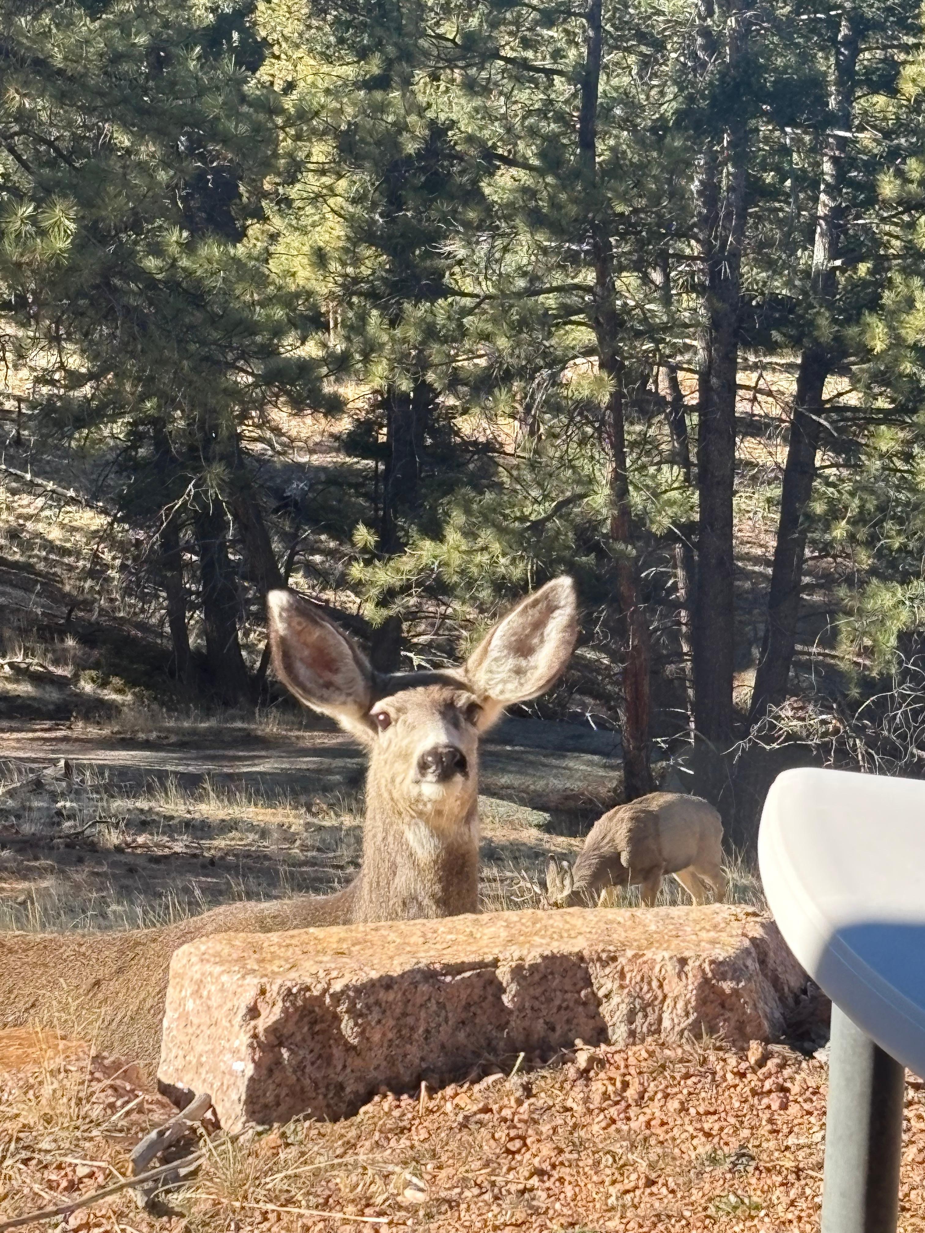 Looking out the backdoor