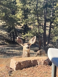 Looking out the backdoor